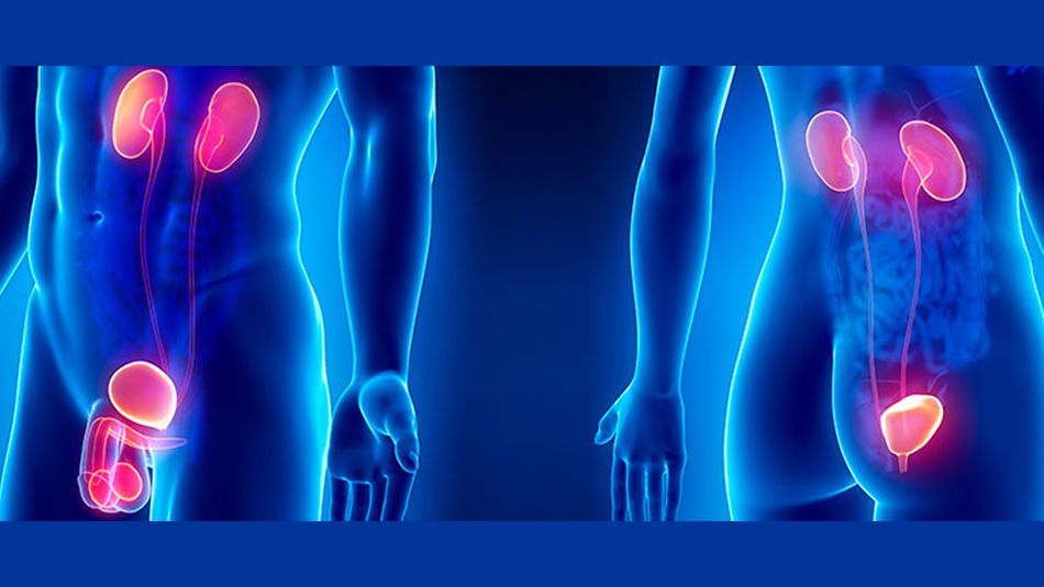 urologia